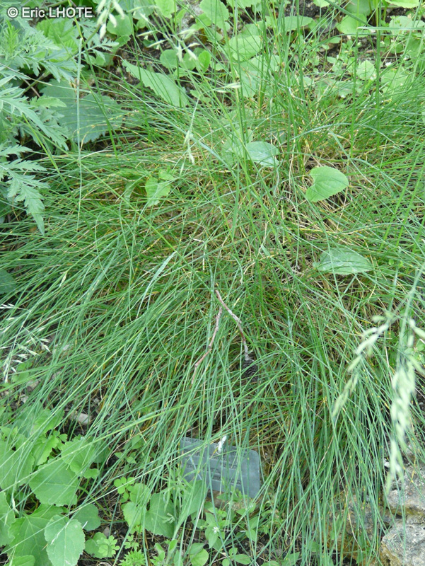 Poaceae - Festuca laevigata subsp. laevigata - Fétuque courbée