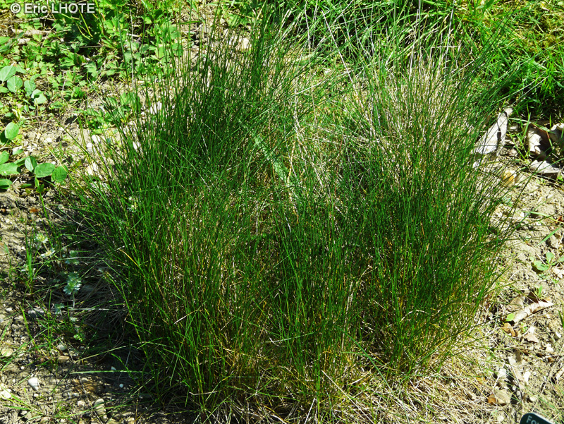 Poaceae - Festuca rubra - Fétuque rouge, Fétuque traçante