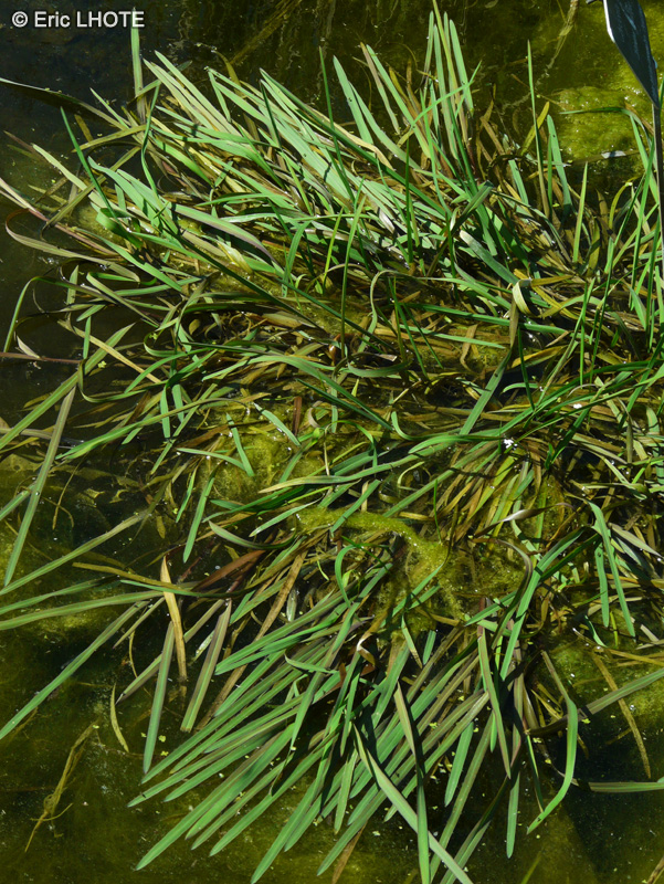Poaceae - Glyceria fluitans - Chiendent aquatique