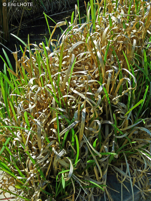 Poaceae - Glyceria maxima Variegata - Glycerie aquatique panachée
