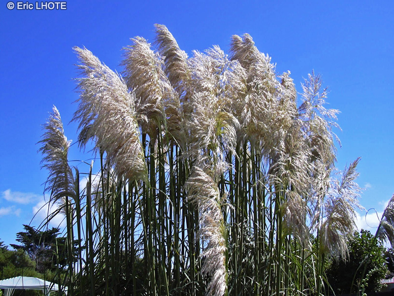 Poaceae - Gynerium argenteum - Herbe de la Pampa, Roseau à plumes