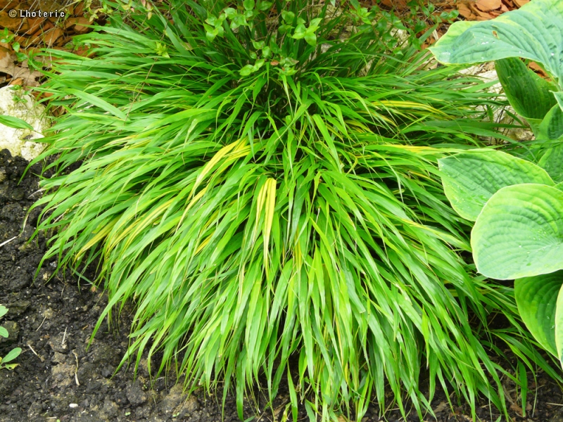 Poaceae - Hakonechloa macra Aureola - Herbe du Japon