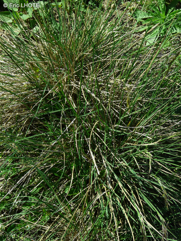 Poaceae - Helictotrichon parlatorei - Avoine de Parlatore