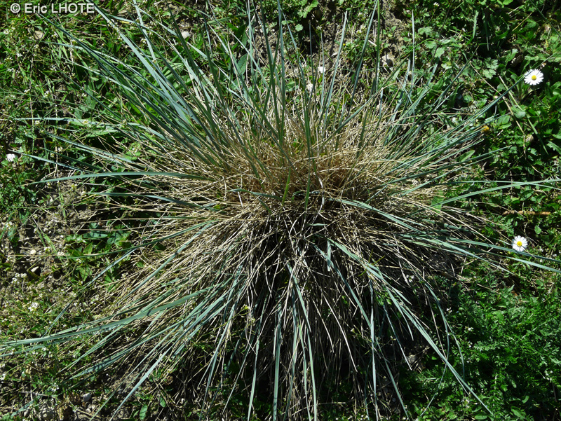 Poaceae - Helictotrichon sempervirens - Avoine vivace, Avoine toujours verte