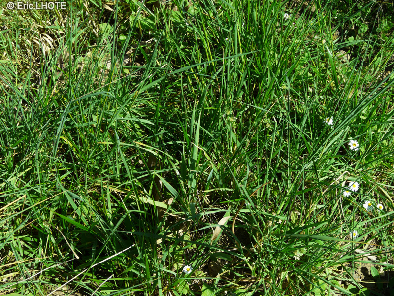 Poaceae - Hierochloe odorata - Herbe à bison