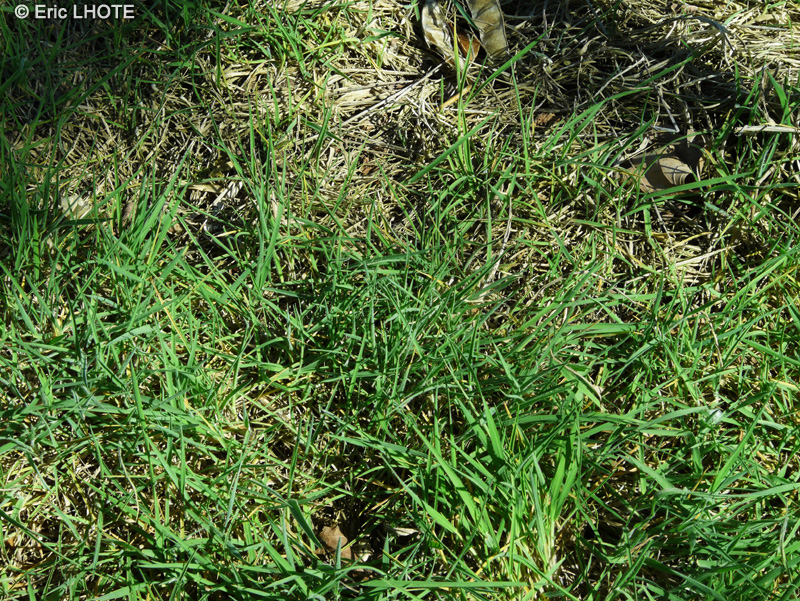 Poaceae - Holcus lanatus - Avoine laineuse