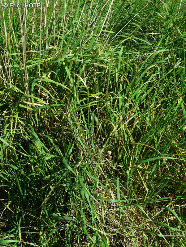 Poaceae - Hordeum bulbosum - Orge bulbeuse