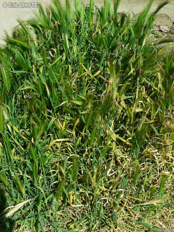 Poaceae - Hordeum murinum - Orge des murs, Orge des rats, Orge des souris, Orge queue-de-rat