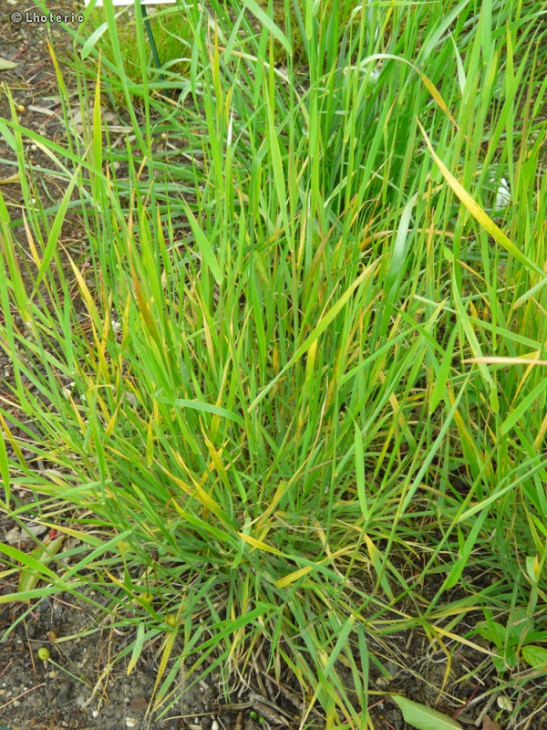 Poaceae - Hordeum secalinum - Orge faux Seigle