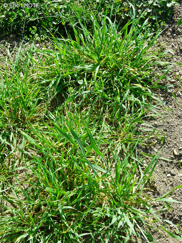 Poaceae - Hordeum vulgare, Hordeum hexastichum - Orge commune