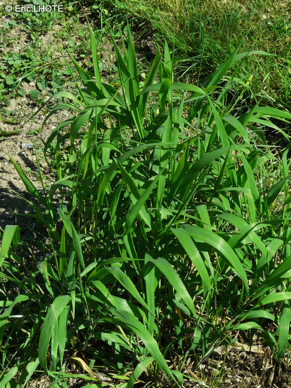 Poaceae - Hystrix patula - Hystrix patulé