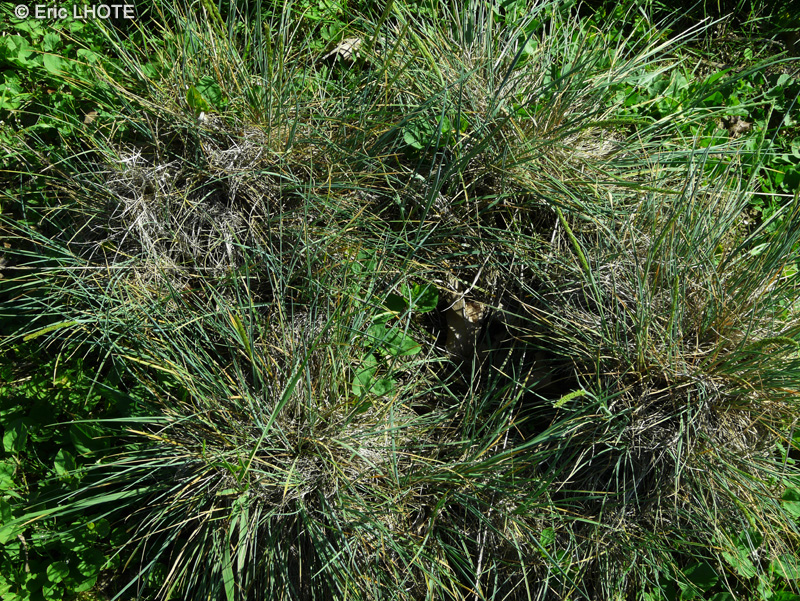 Poaceae - Koeleria macrantha - Koelérie à crête, Koelérie à grandes fleurs
