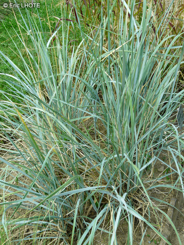 Poaceae - Leymus arenarius - Seigle de mer, Elyme des sables, Grand Oyat