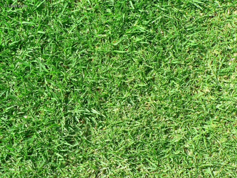 Poaceae - Lolium perenne - Ray-grass Anglais
