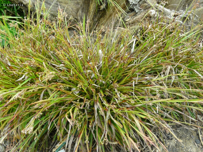 Poaceae - Luzula forsteri - Luzule de Forster