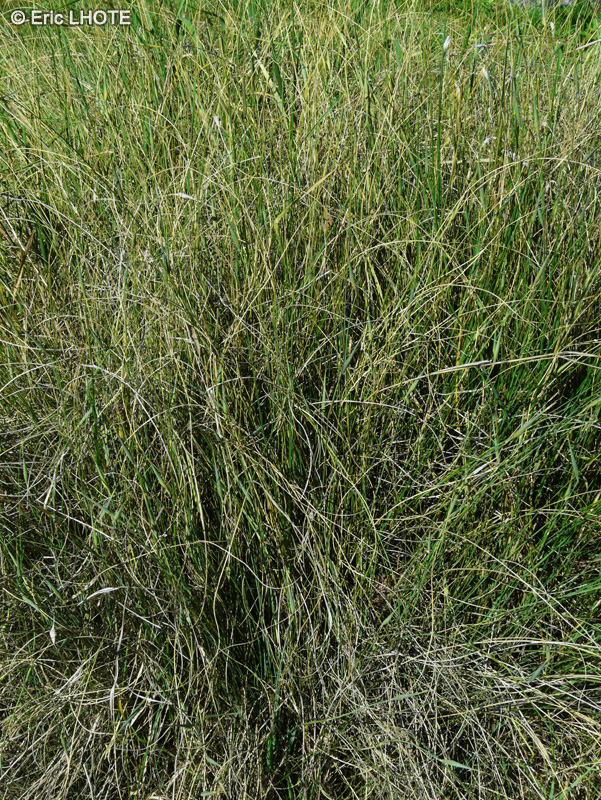 Poaceae - Lygeum spartum - Alvarde