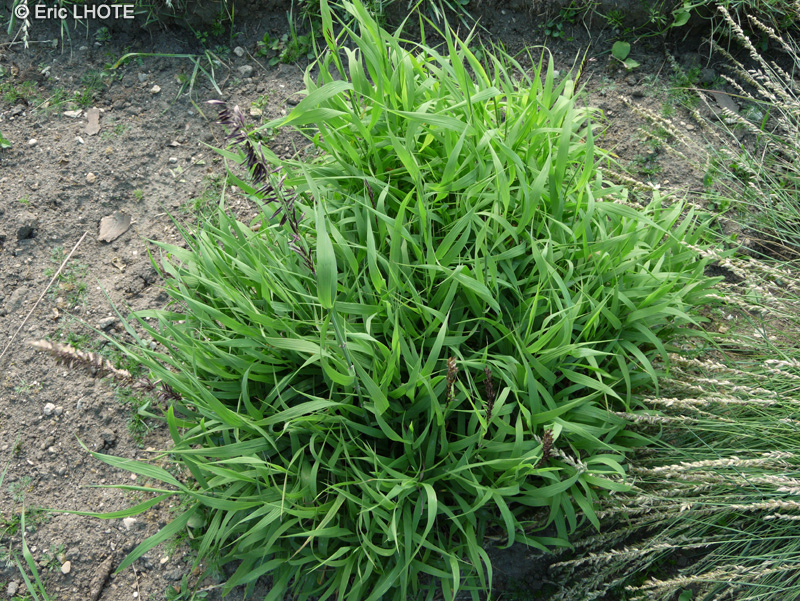 Poaceae - Melica altissima - Mélique élevée
