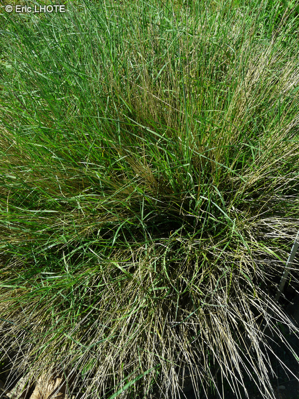 Poaceae - Melica ciliata - Mélique ciliée