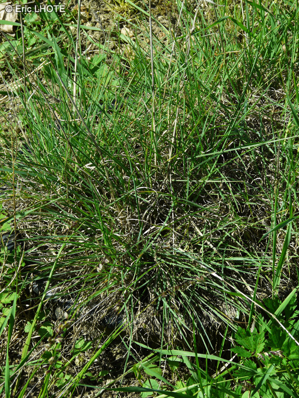 Poaceae - Melica nutans - Mélique penchée