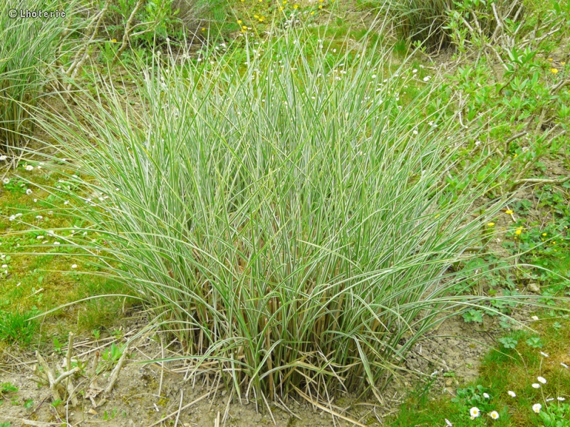 Poaceae - Miscanthus sinensis variegatum - Eulalie, Roseau de Chine, Herbe aux Elephants
