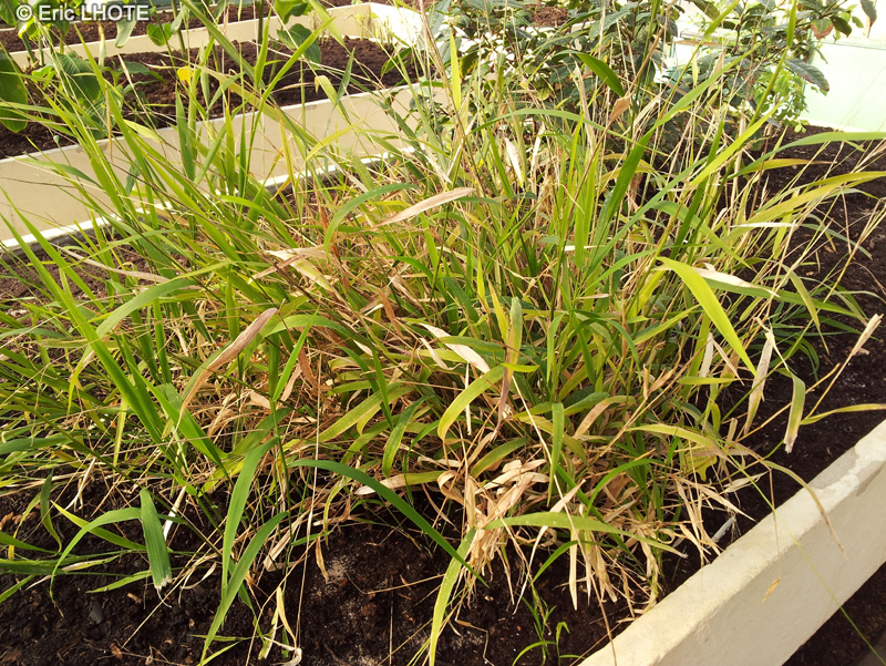 Poaceae - Oryza neocaledonica - Riz sauvage Calédonien