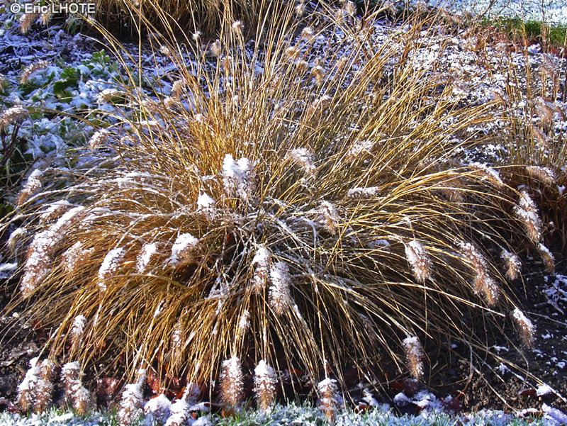 Poaceae - Pennisetum alopecuroides - Pennisetum à queue de renard, Herbe aux écouvillons