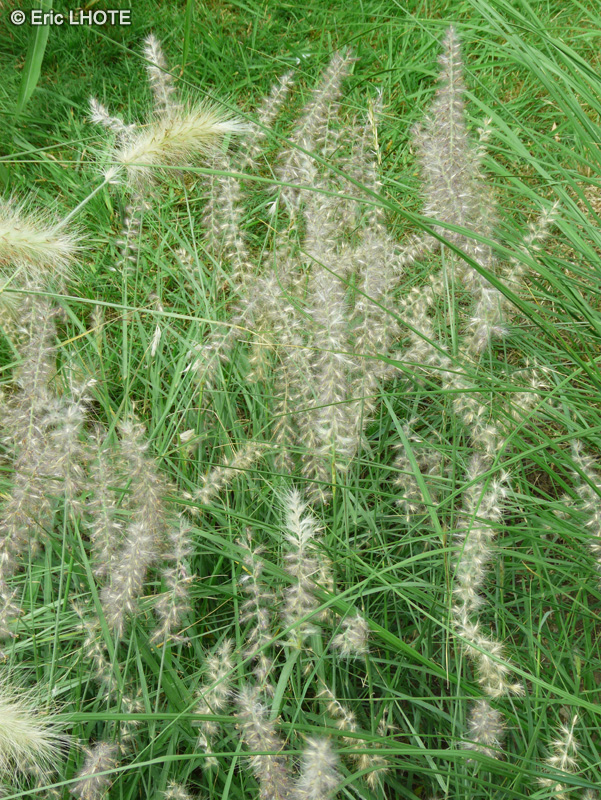 Poaceae - Pennisetum orientale - Pennisetum d’orient