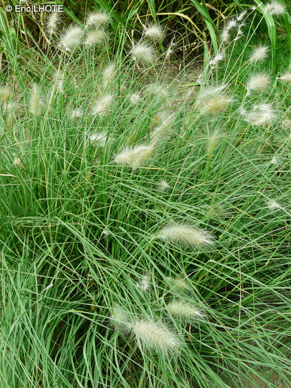 Poaceae - Pennisetum villosum, Pennisetum longistylum - Herbe aux écouvillons