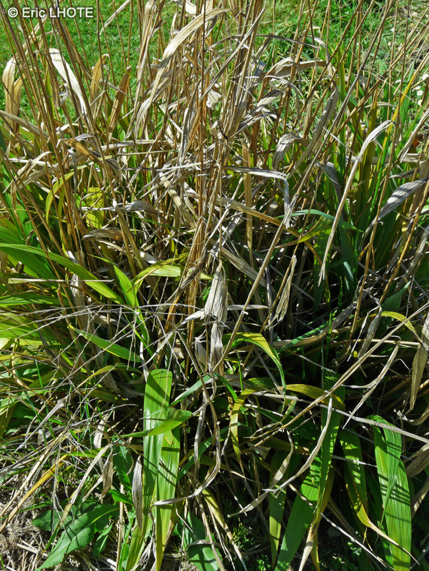 Poaceae - Phaenosperma globosa - Phaenosperma