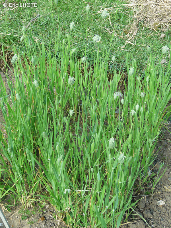 Poaceae - Phalaris canariensis - Alpiste des Canaries