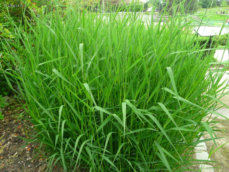 Poaceae - Phallaris arundinacea - BaldingÃ¨re faux Roseau