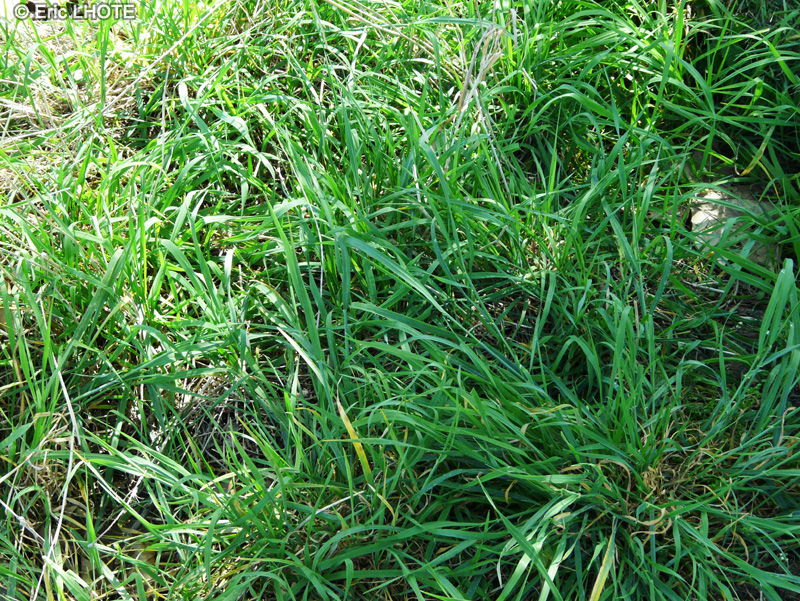 Poaceae - Phleum pratense ssp. bertolonii - Fléole des prés