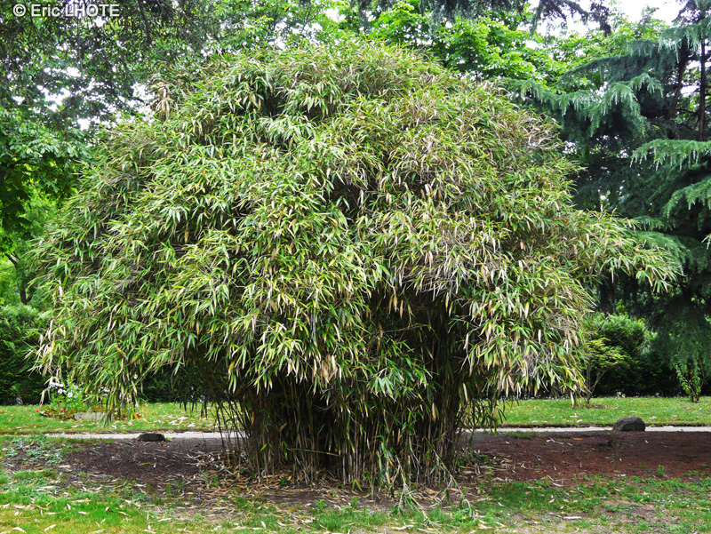 Poaceae - Phyllostachys aurea - Bambou doré
