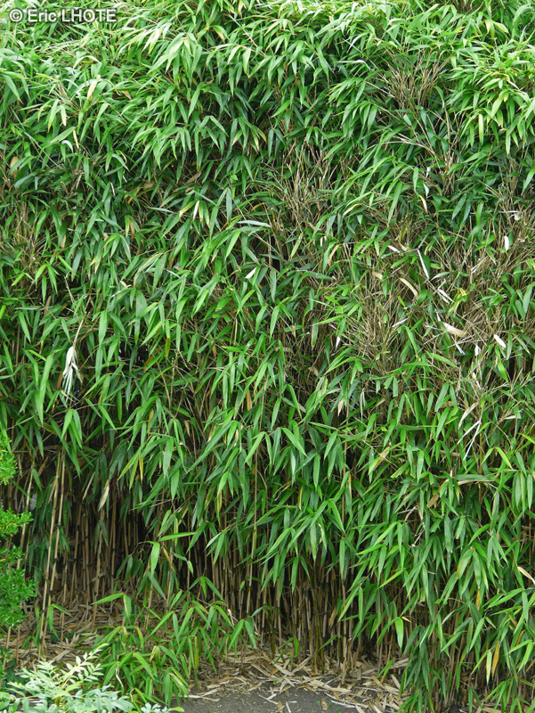 Poaceae - Phyllostachys bissetii - Bambou bissetii