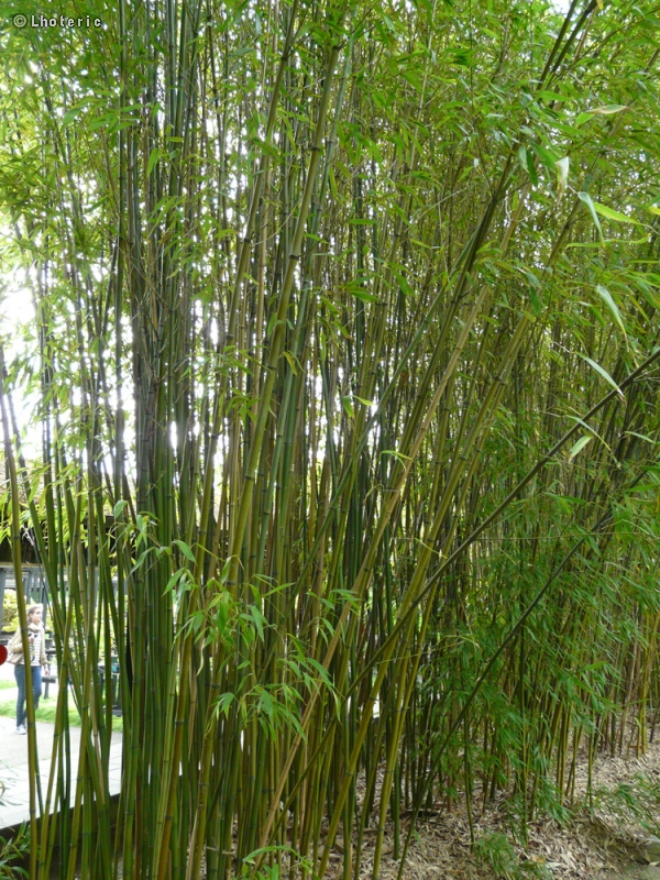 Poaceae - Phyllostachys flexuosa - Bambou