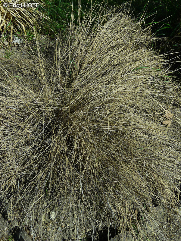 Poaceae - Piptatherum coerulescens - Piptatherum