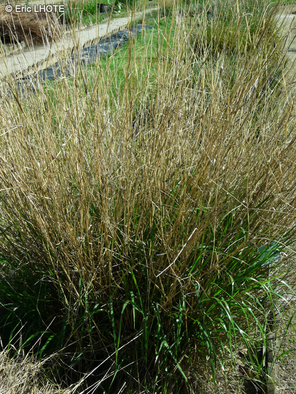 Poaceae - Piptatherum miliaceum - Faux Millet