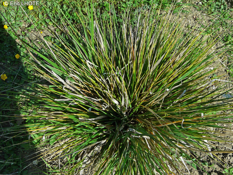 Poaceae - Piptatherum paradoxum - Piptatherum paradoxal