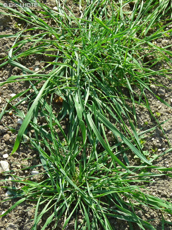 Poaceae - Secale cereale - Seigle