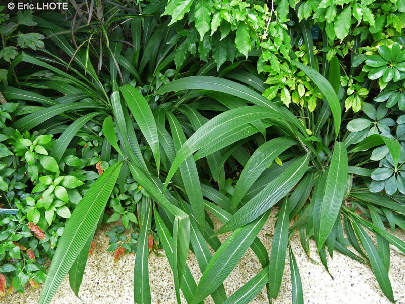 Poaceae - Setaria palmifolia - Sétaire à feuilles de Palmier