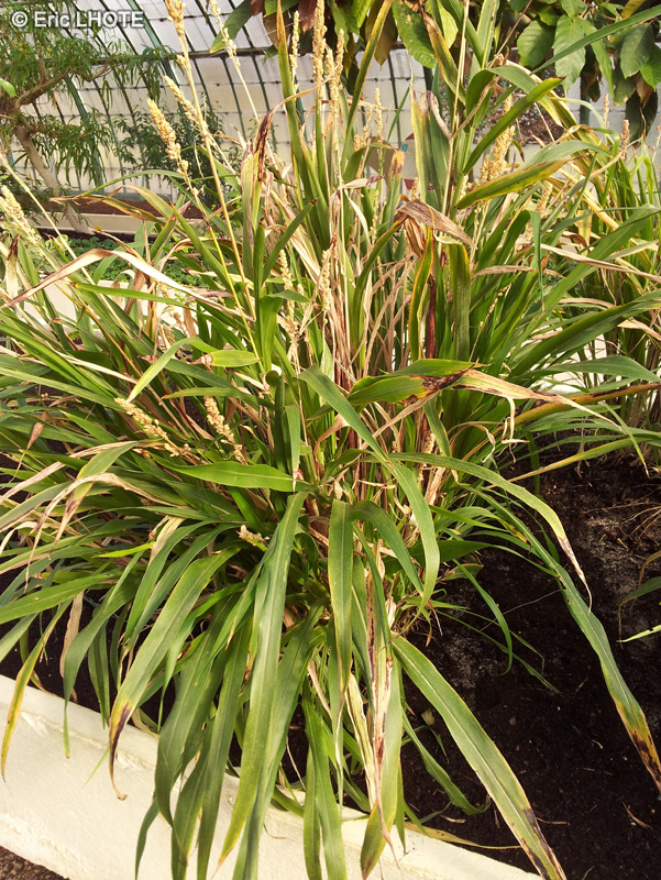 Poaceae - Sorghum bicolor - Sorgho