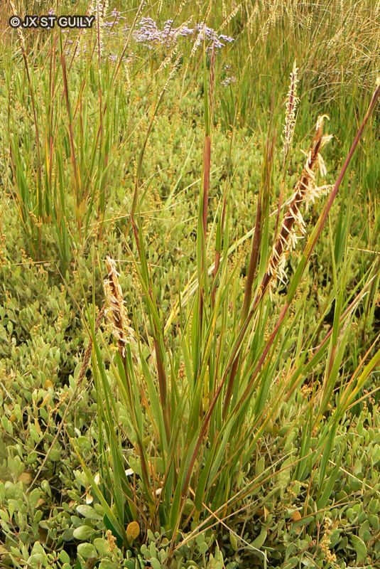 Poaceae - Spartina maritima - Spartine maritime