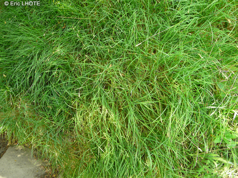 Poaceae - Stipa eriocaulis ssp. eriocaulis - Stipe à tige laineuse