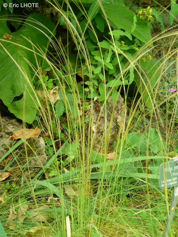 Poaceae - Stipa pennata - Plumet