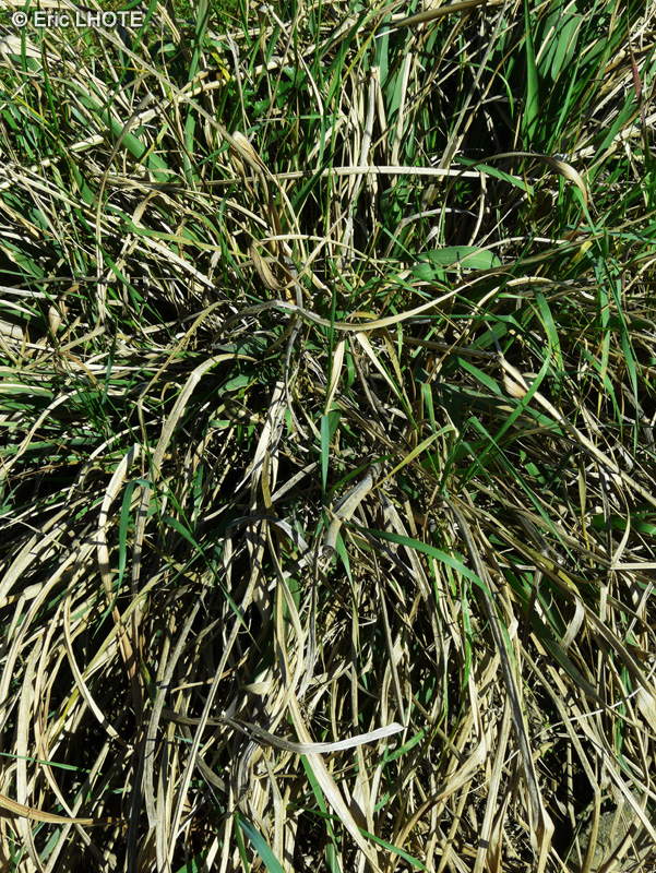 Poaceae - Tripsacum dactyloides - Herbe de Gama