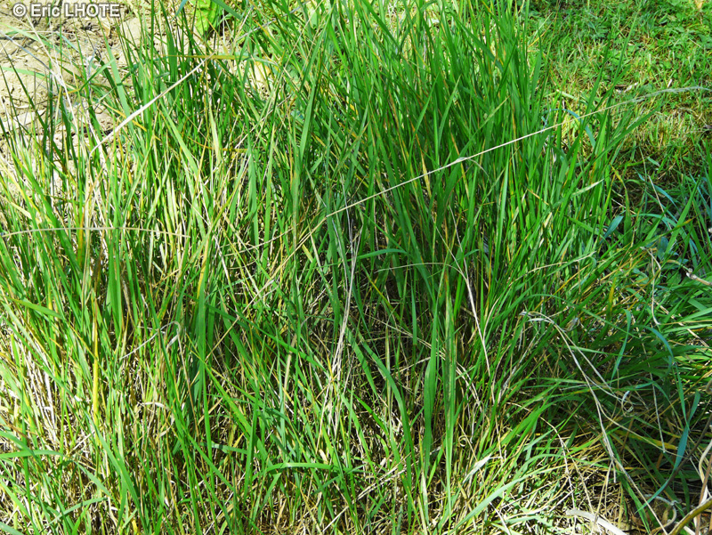 Poaceae - Trisetum flavescens - Avoine dorée