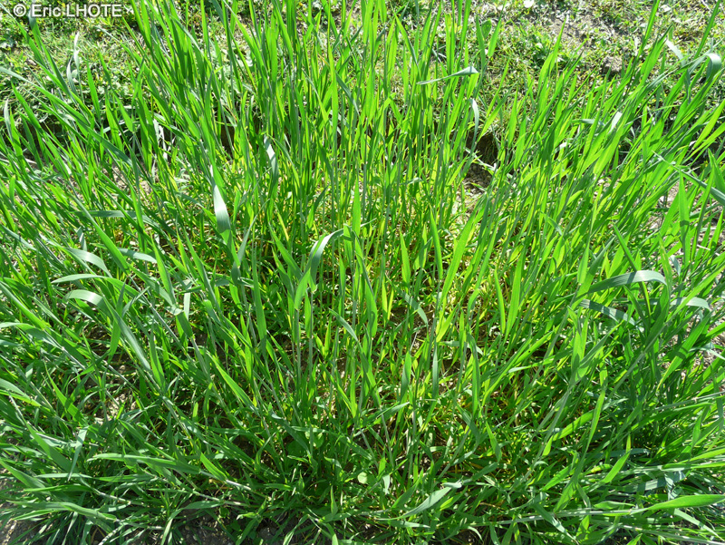Poaceae - Triticum aestivum ssp. spelta - Epautre