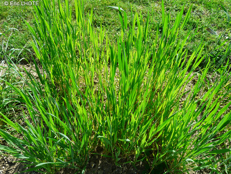 Poaceae - Triticum durum - Blé dur