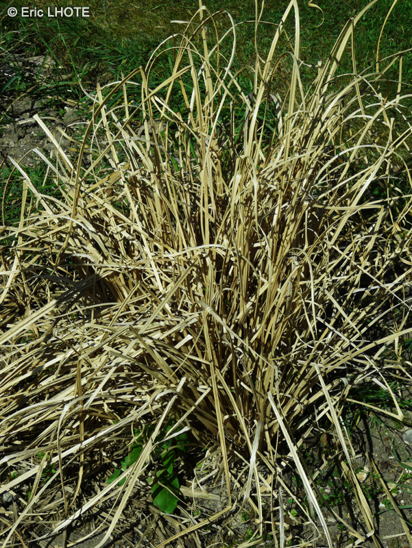 Poaceae - Vetivaria zizanoides - Vétivert