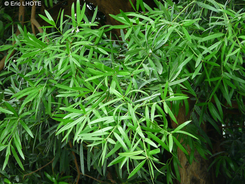  - Podocarpus macrophyllus - 